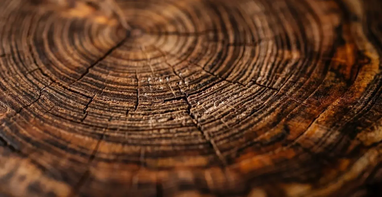 Détails macro de textures naturelles évoquant la complexité et la richesse des connexions neuronales, rendu photographique tactile